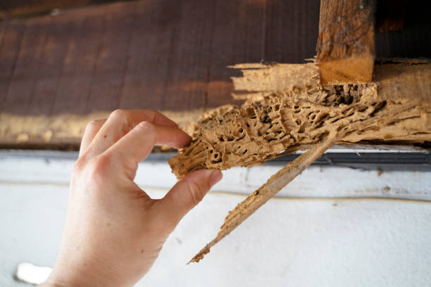 Expert Termite Treatment Specialists in Jacksonville Beach, FL