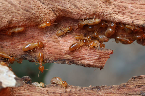Trusted Termite Control Solutions in Olga, FL