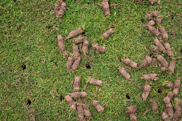Aervex Lawn Solutions