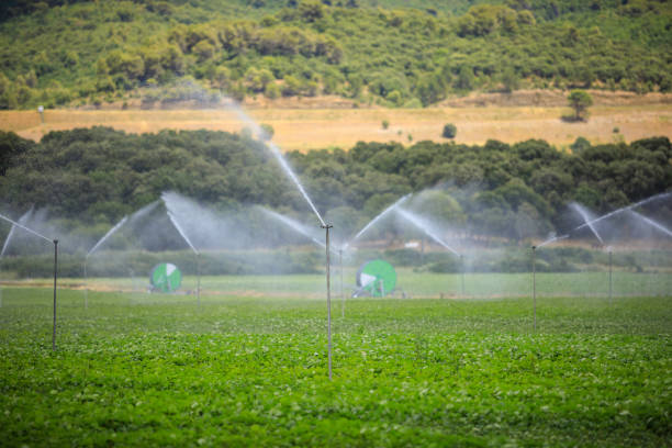 Expert Green Pest Control Specialists in Saint Helena, CA