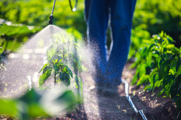 Top Green Pest Control Specialists in Shandon, CA