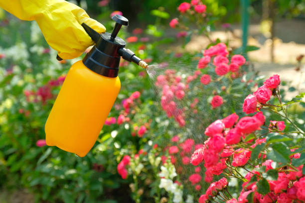 Best Pest Control Experts in Yacolt, WA AZ