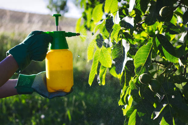 Leading Pest Control Solutions in Tacoma, WA