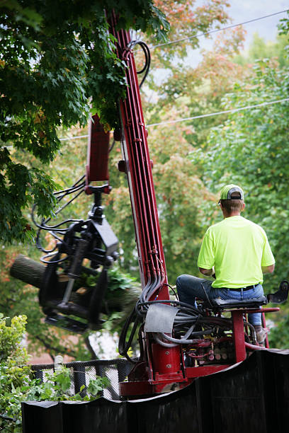 Best Tree Service Connections in Union City, MI