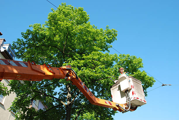 Trusted Tree Service Matching in Sandusky, MI
