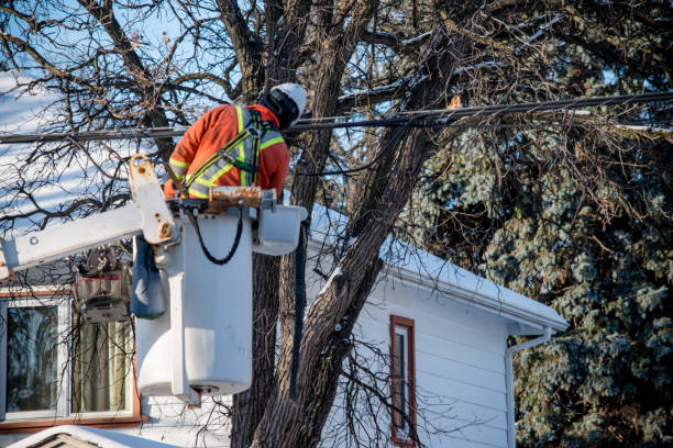 Reliable Tree Service Connections in Baraga County, MI