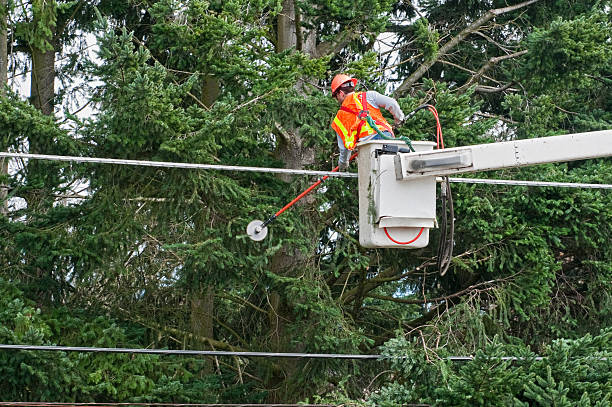 Reliable Tree Service Referrals in Fruitport, MI
