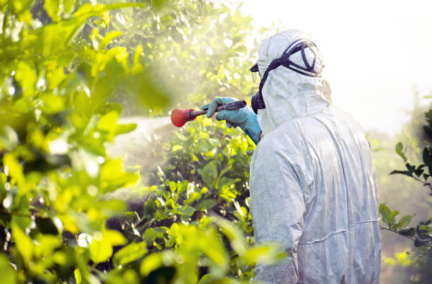 Certified Pest Control Pros in Pine Grove, CA You Can Count On