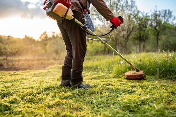 Top Lawn Maintenance Professionals in Fredonia, AZ