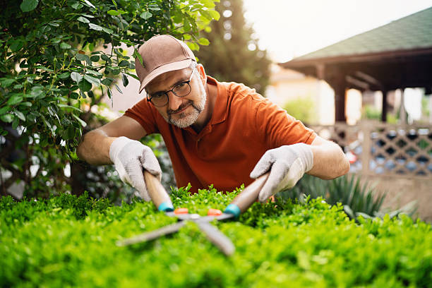 Top Residential Lawn Care Professionals in Buckeye, AZ