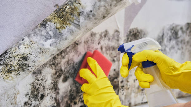 Fast Water Damage Cleanup Services in Waynesville, NC New York