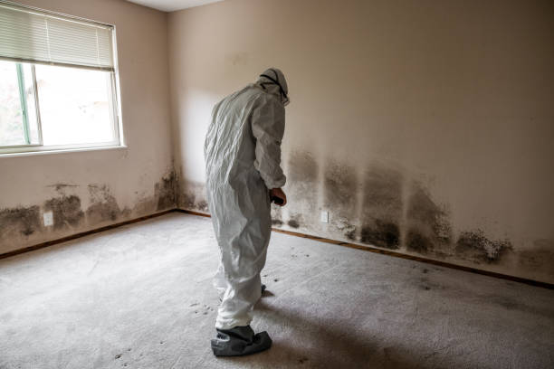 Expert Mold Remediation Services in Albany, GA