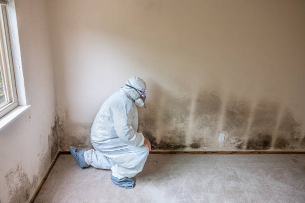 Expert Black Mold Removal Services in Meriwether County, GA