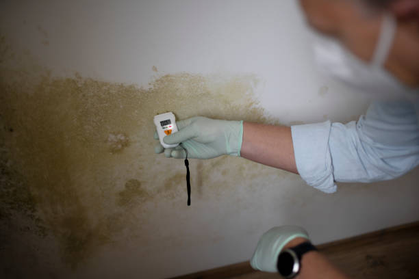Trusted Mold Remediation Services in Fulton County, GA