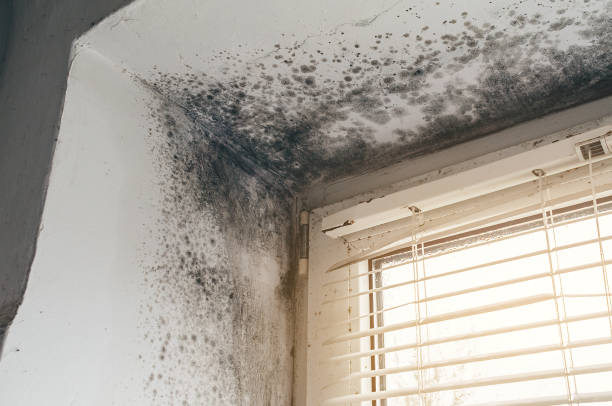 Trusted Black Mold Removal Professionals in Forsyth County, GA