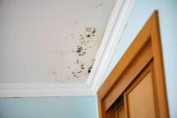 Top Mold Remediation Experts in Ardmore, PA