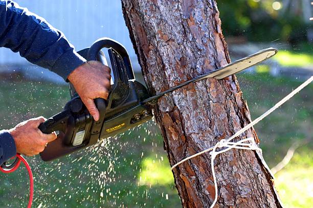 Best Tree Service Specialists in Rutherford County, NC