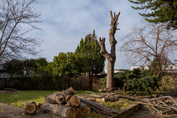 Expert Tree Removal Services in Raleigh, NC