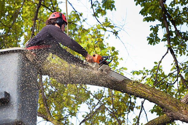 Best Tree Felling Experts in Ayden, NC