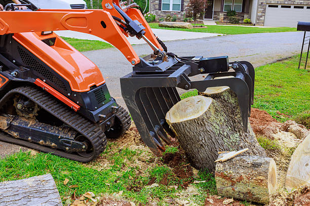Best Tree Removal Experts in Kitty Hawk, NC