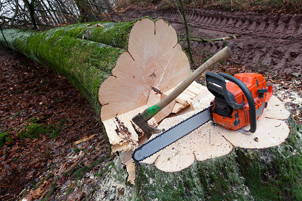 Expert Tree Service Experts in Tyro, NC