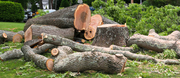 Trusted Tree Felling Experts in Taylorsville, NC