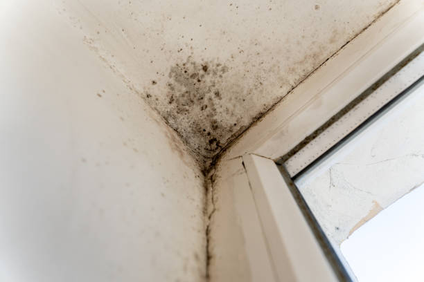 Best Mold Inspection Specialists in Eunice, LA