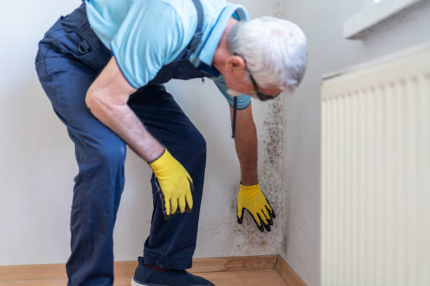 Trusted Mold Remediation Experts in Massapequa Park, NY