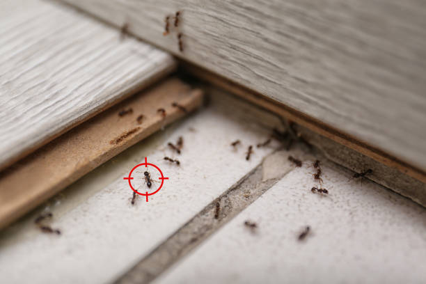 Trusted Pest Control Solutions in Glenn County, CA