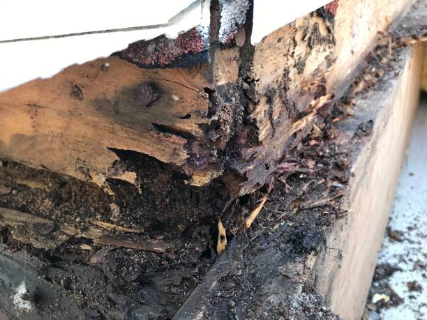 Top Termite Evaluation Services in Caddo Mills, TX