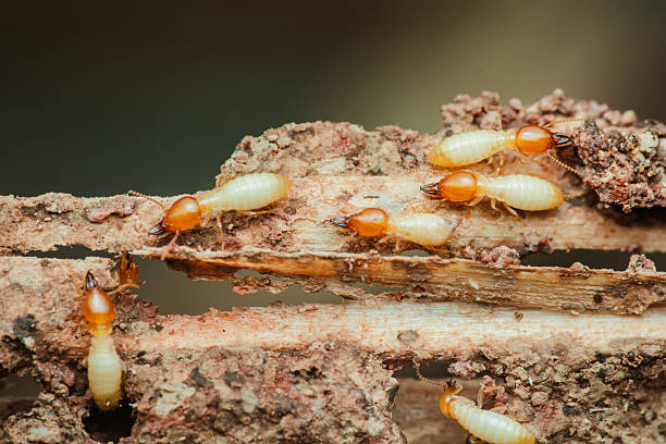 Expert Termite Assessment Services in Paloma Creek, TX
