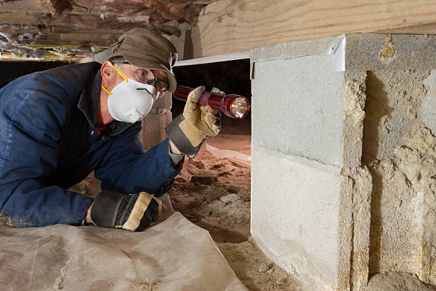 Best Termite Assessment Specialists in Plano, TX