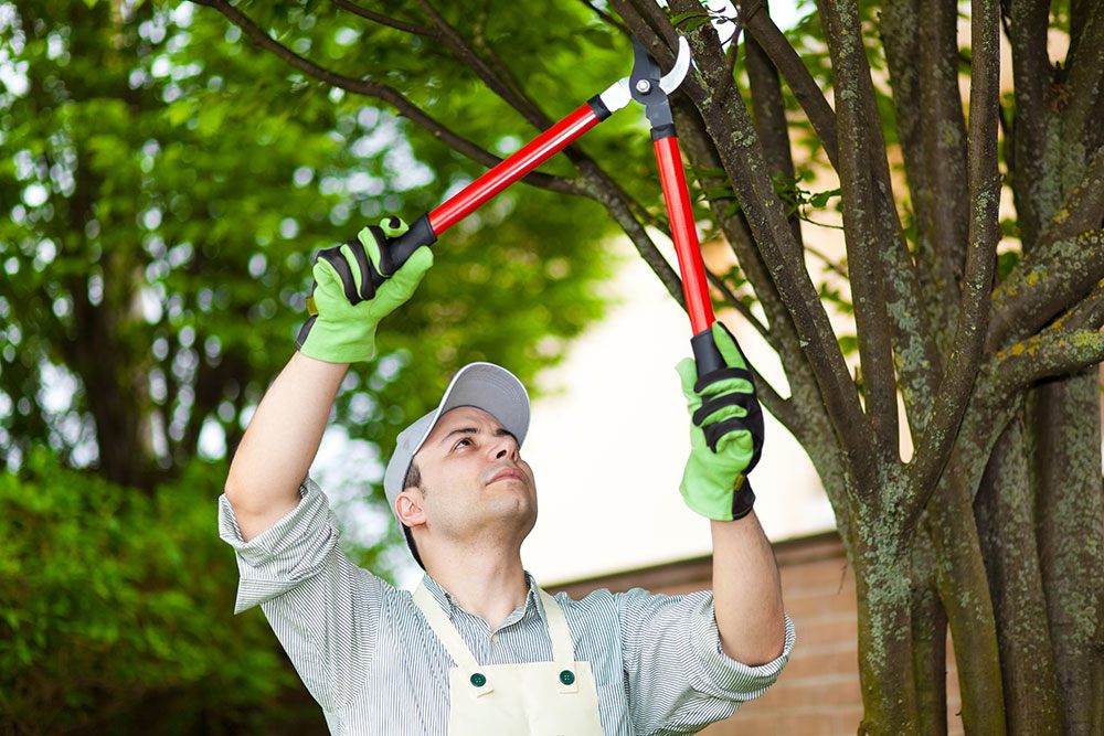 Top Tree Pruning Services in Mancos, CO