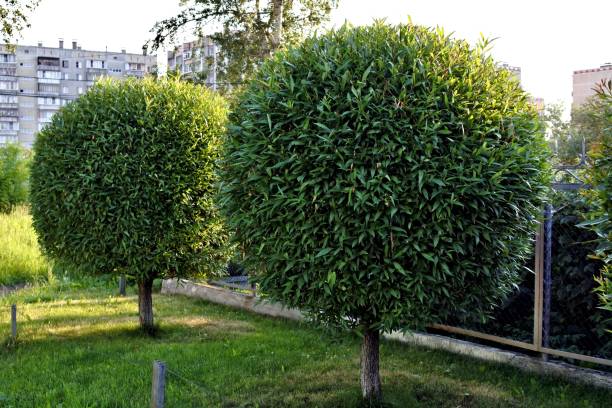 Best Tree Canopy Management Experts in Monument, CO