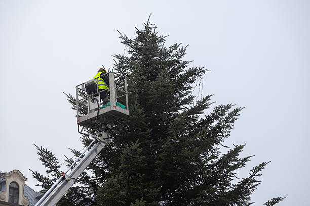Trusted Tree Trimming Experts in Silverthorne, CO