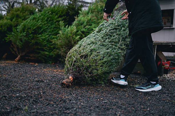 Expert Tree Pruning Services in Inverness, CO