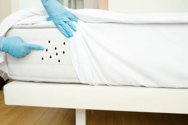 Best Bed Bug Extermination Solutions in Clinton, NY