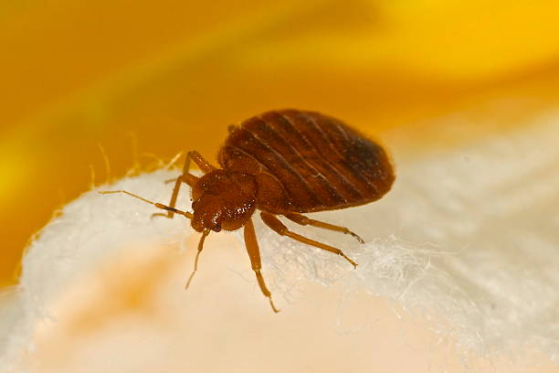 Best Bed Bug Extermination Services in Jefferson Heights, NY