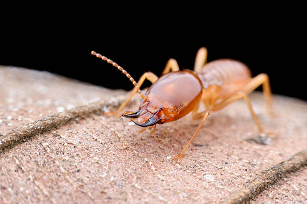 Top Termite Treatment Services in Six Shooter Canyon, AZ