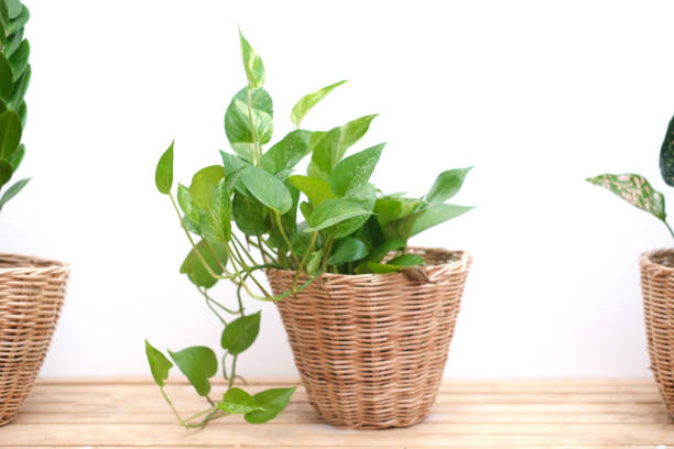 Leading Poison Ivy Remediation Services in Jonesboro, GA