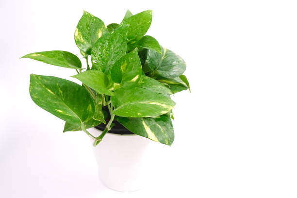Licensed Pest Control Experts in Meredith, NH AZ