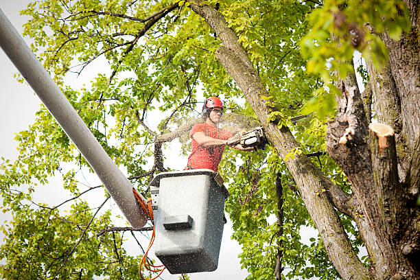 Arborlux Tree Services