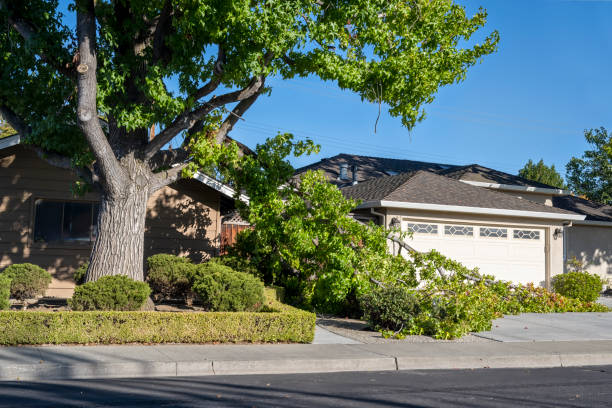 Top Tree Maintenance Specialists in Belpre, OH