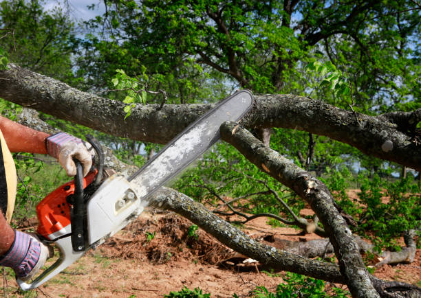 Trusted Tree Care Arborists in Archbold, OH
