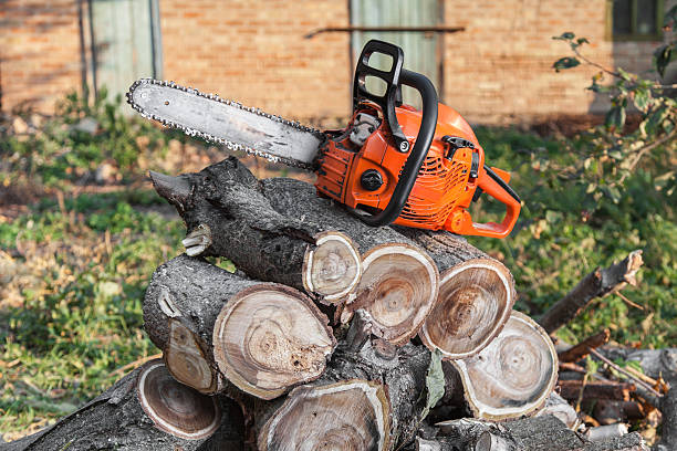 Best Tree Service Arborists in Centerville, OH